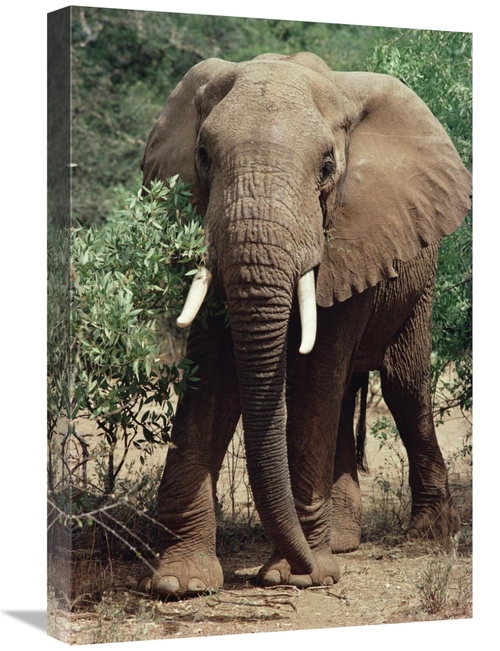 Global Gallery GCS-452752-1624-142 16 x 24 in. African Elephant Eating
