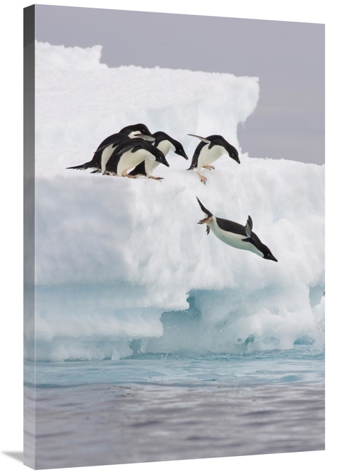 Global Gallery GCS-395822-2436-142 24 x 36 in. Adelie Penguin Diving O