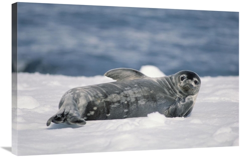 Global Gallery GCS-451088-2436-142 24 x 36 in. Weddell Seal Pup, H
