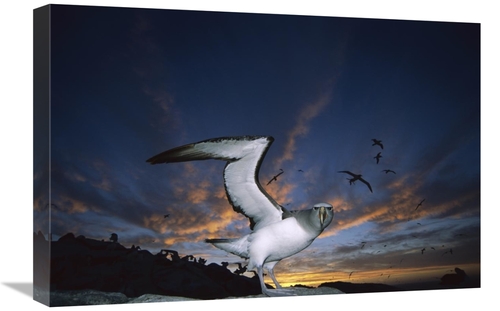 Global Gallery GCS-451682-1624-142 16 x 24 in. Salvins Albatrosses Ret