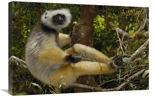 Global Gallery GCS-453031-2030-142 20 x 30 in. Diademed Sifaka, Ma