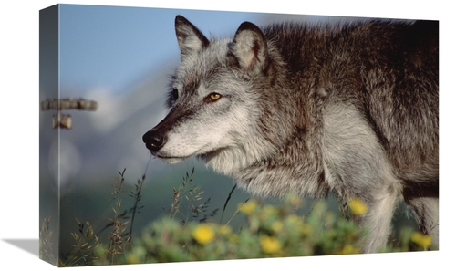 Global Gallery GCS-451953-1218-142 12 x 18 in. Timber Wolf Adult Portr