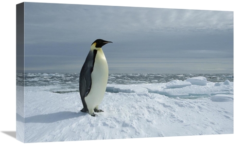 Global Gallery GCS-451723-1624-142 16 x 24 in. Emperor Penguin on Fast