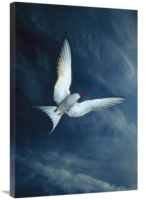 Global Gallery GCS-451913-2436-142 24 x 36 in. Arctic Tern Flying,