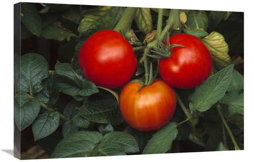 Global Gallery GCS-452834-2030-142 20 x 30 in. Tomato Fruit Ripening o