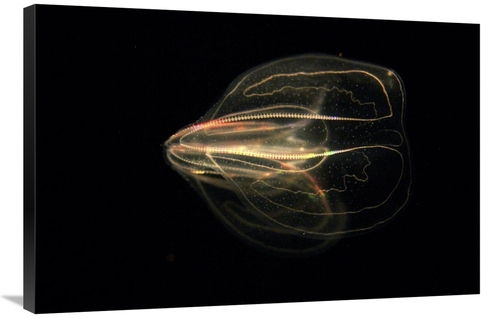 Global Gallery GCS-453557-2436-142 24 x 36 in. Comb Jelly Exhibiting B