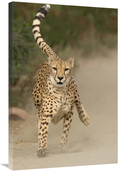Global Gallery GCS-398143-2436-142 24 x 36 in. Cheetah in Mid-Stride&#
