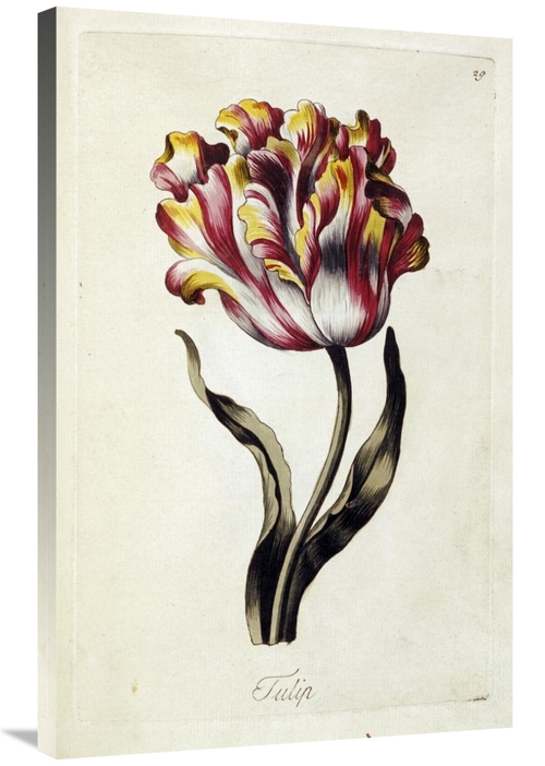 Global Gallery GCS-266986-36-142 36 in. Tulip Art Print - Thomas Parki