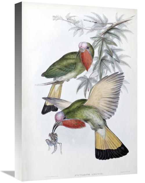 Global Gallery GCS-277783-22-142 22 in. Red-Throated Nyctiornis Art Pr