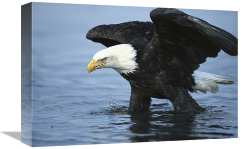 Global Gallery GCS-453292-1218-142 12 x 18 in. Bald Eagle Wading Throu