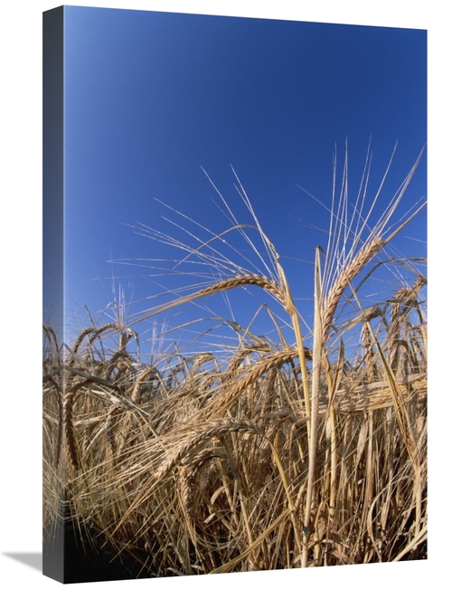 Global Gallery GCS-452530-1624-142 16 x 24 in. Barley Field Showing He