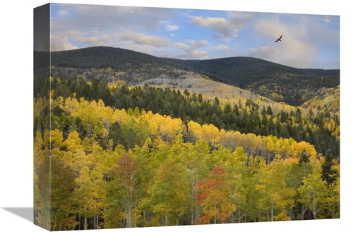 Global Gallery GCS-395950-1216-142 12 x 16 in. Coopers Hawk, Santa