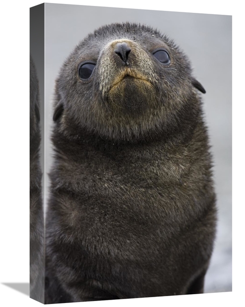 Global Gallery GCS-395837-1218-142 12 x 18 in. Antarctic Fur Seal 1 to