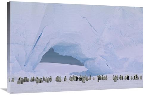 Global Gallery GCS-451180-2436-142 24 x 36 in. Emperor Penguin Large R