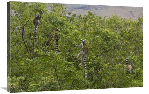 Global Gallery GCS-453254-2436-142 24 x 36 in. Ring-Tailed Lemurs in T