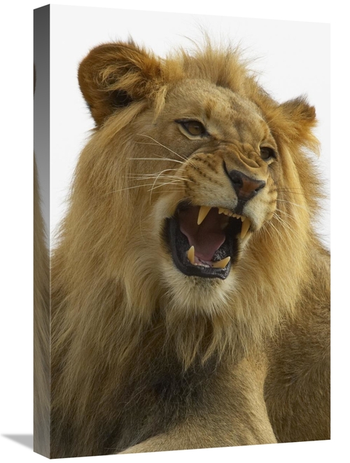 Global Gallery GCS-450861-1624-142 16 x 24 in. African Lion Male Growl