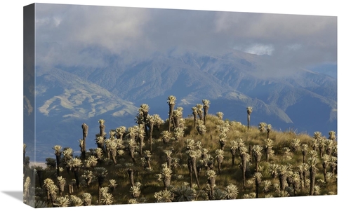 Global Gallery GCS-453155-1624-142 16 x 24 in. Paramo Flower, El A