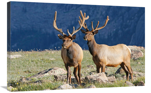 Global Gallery GCS-486468-36-142 36 in. High Prairie Art Print - Vic S