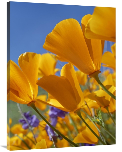 Global Gallery GCS-452254-3040-142 30 x 40 in. California Poppy Flower