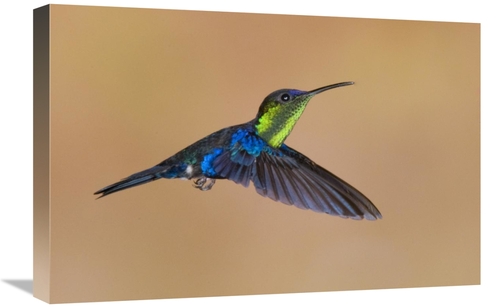 Global Gallery GCS-397382-1624-142 16 x 24 in. Violet-Crowned Woodnymp