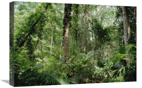 Global Gallery GCS-453009-1624-142 16 x 24 in. Low Montane Tropical Ra