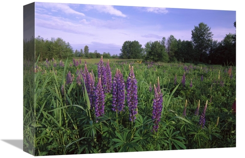 Global Gallery GCS-396608-1216-142 12 x 16 in. Lupine in Meadow Near C