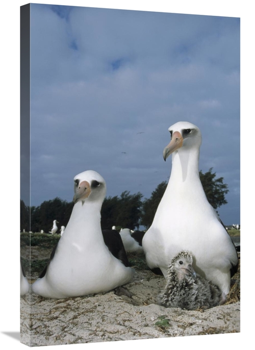 Global Gallery GCS-451415-2030-142 20 x 30 in. Laysan Albatross Parent