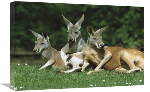 Global Gallery GCS-452568-1624-142 16 x 24 in. Red Kangaroo Trio Relax