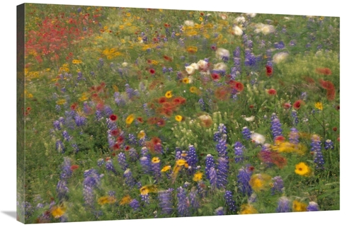 Global Gallery GCS-395930-2436-142 24 x 36 in. Wildflowers Blowing in 