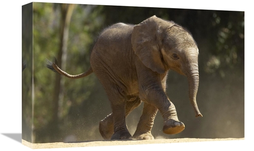 Global Gallery GCS-450882-1218-142 12 x 18 in. African Elephant Calf W