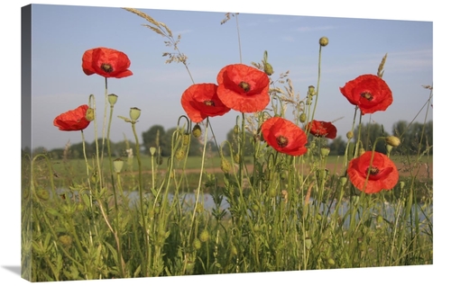 Global Gallery GCS-398170-2436-142 24 x 36 in. Red Poppy Flowering on 