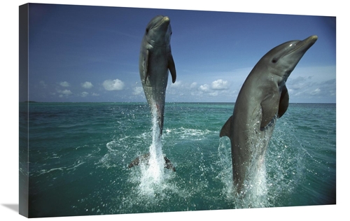 Global Gallery GCS-398493-2030-142 20 x 30 in. Bottlenose Dolphin Pair