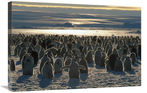 Global Gallery GCS-397943-2030-142 20 x 30 in. Emperor Penguin Colony&