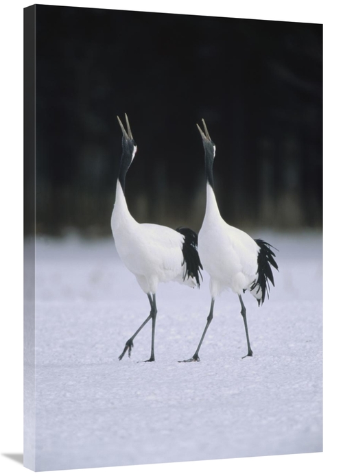 Global Gallery GCS-398531-2436-142 24 x 36 in. Red-Crowned Crane Pair 