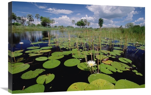 Global Gallery GCS-452972-2030-142 20 x 30 in. Water Lily in Bloom&#44