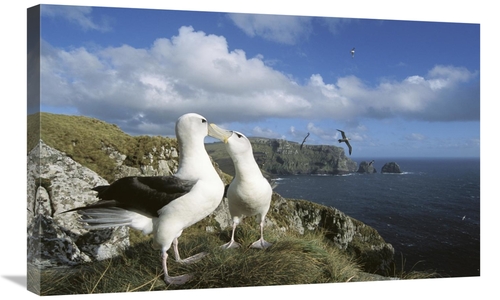Global Gallery GCS-451594-30-142 30 in. White-Capped Albatross Pair Co