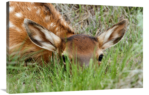 Global Gallery GCS-486550-40-142 40 in. Hiding in the Grass Art Print 