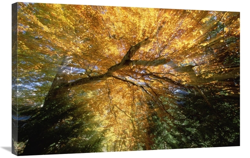 Global Gallery GCS-452546-2436-142 24 x 36 in. Golden-Colored Autumn F