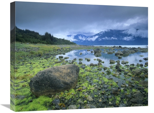 Global Gallery GCS-396221-2024-142 20 x 24 in. Low Tide Revealing Alga