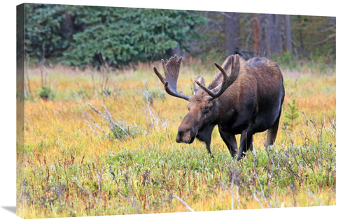 Global Gallery GCS-486506-36-142 36 in. Bull Moose Art Print - Vic Sch