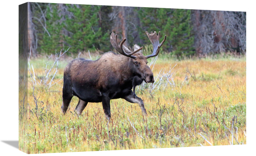 Global Gallery GCS-486507-22-142 22 in. Bull Moose Meadow Art Print - 