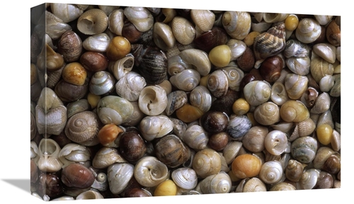 Global Gallery GCS-453595-1218-142 12 x 18 in. Flat Topshells, Com