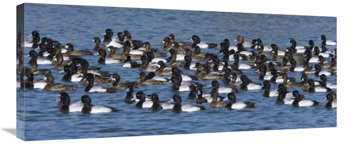 Global Gallery GCS-398301-36-142 36 in. Lesser Scaup Flock on Lake&#44