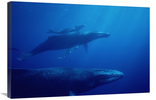 Global Gallery GCS-450575-2436-142 24 x 36 in. Humpback Whale Mother &