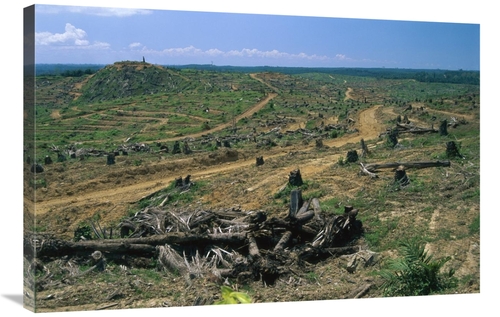 Global Gallery GCS-397656-2436-142 24 x 36 in. Rainforest Deforestatio