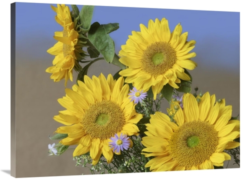 Global Gallery GCS-452237-3040-142 30 x 40 in. Common Sunflower & Aste