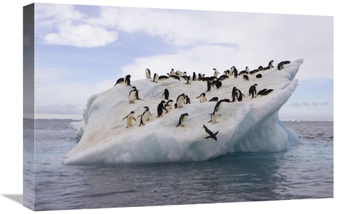 Global Gallery GCS-395829-1624-142 16 x 24 in. Adelie Penguin Flock on
