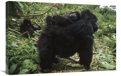 Global Gallery GCS-452816-2436-142 24 x 36 in. Mountain Gorilla Baby B