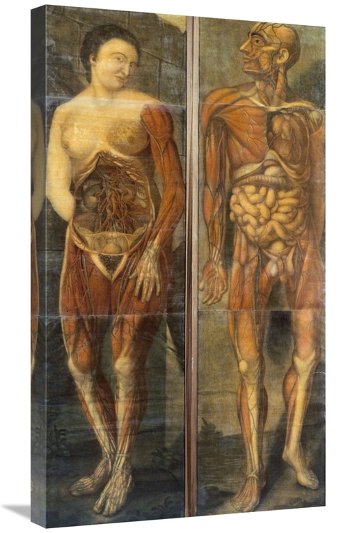 Global Gallery GCS-266144-30-142 30 in. Anatomical Drawings of Male & 