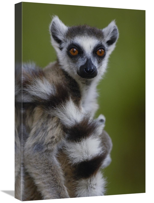 16 x 24 in. Ring-Tailed Lemur Portrait, Berenty Reserve, Madag